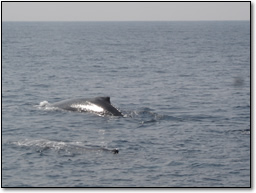 冬の時期、沖縄に回遊してくるザトウクジラ